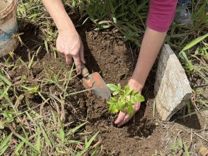 Plantation à l'ACP Milpuj