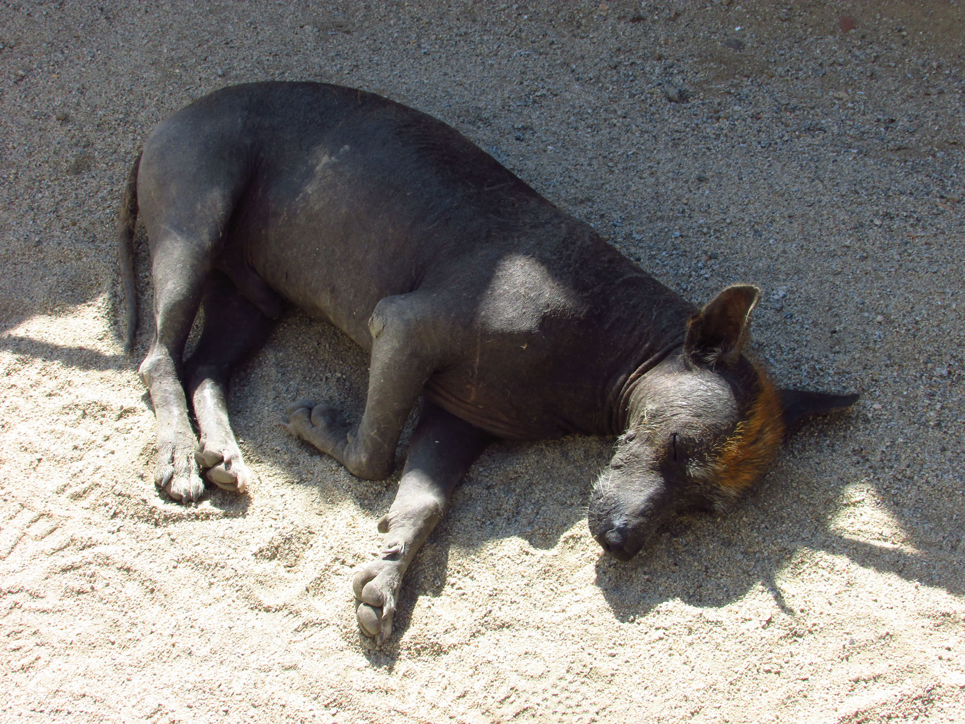 Sechin Chien péruvien