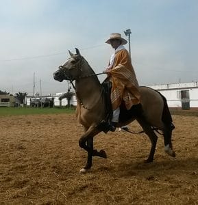 paso de caballo, Trujillo, nord du Pérou, caballo peruano de paso
