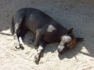 chien péruvien à Sechin