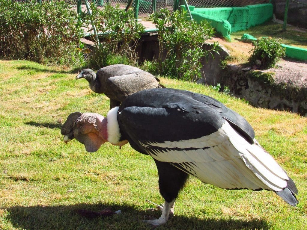 Condor Sacred Valley - travel to Peru