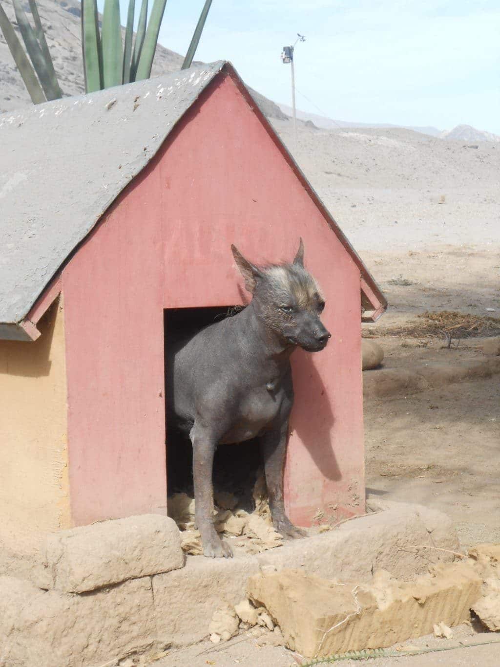Peruanischer Hund in Chanchan, trujillo, Nordküste Peru