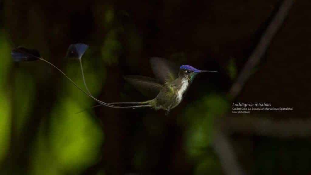 hummingbird tail of spatula