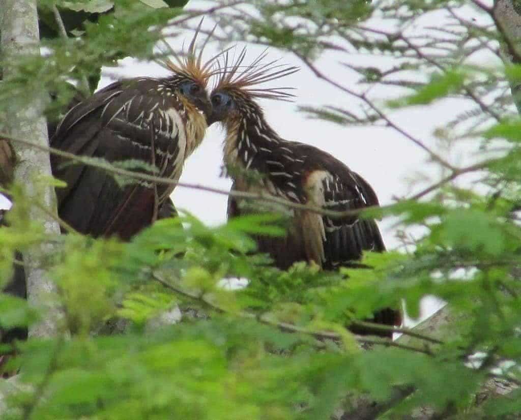 Oiseaux Hoazin