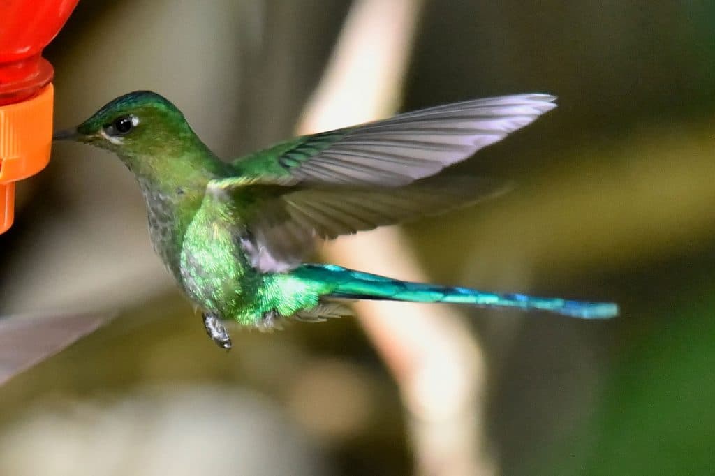Kolibri, Nord-Peru