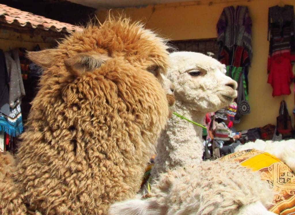 Lamas Cusco