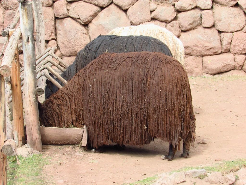 Lamas Sacred Valley - travel to Peru