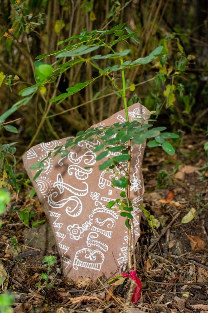 reforestation à Milpuj