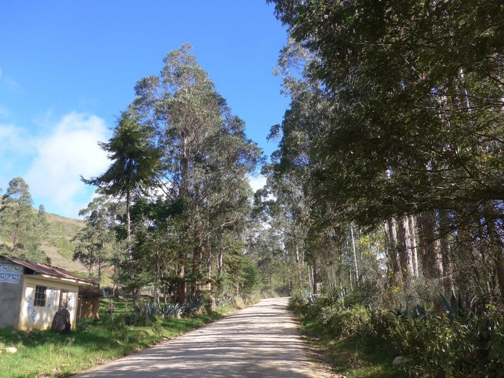 Tambo-Allee-arbres