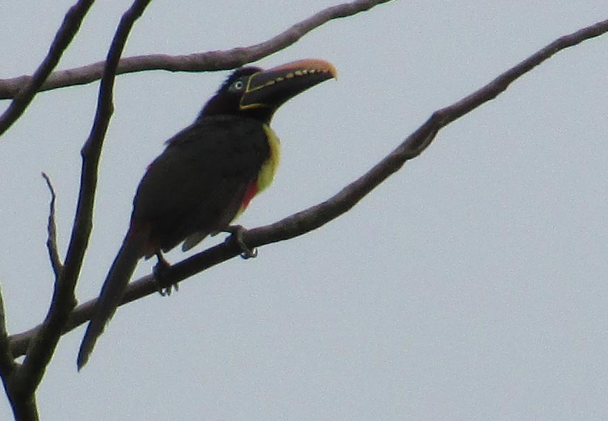 Toucan, global big day 2016