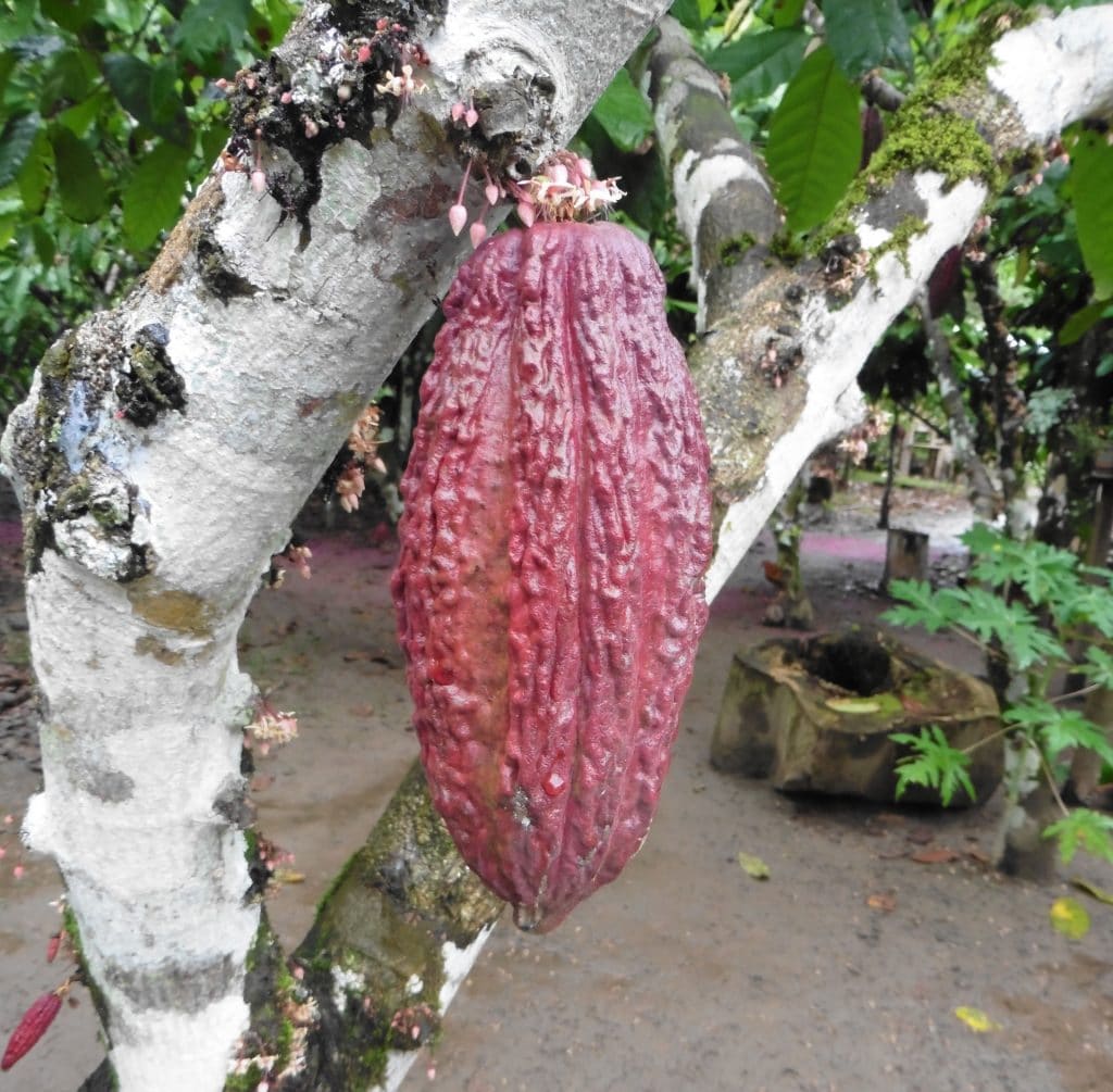 Cabosse de cacao, Amazonie du Nord du Pérou