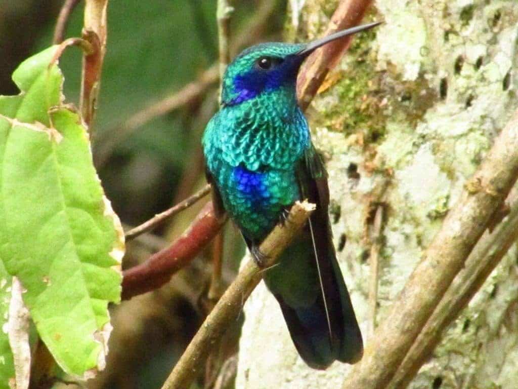 hummingbird belly blue