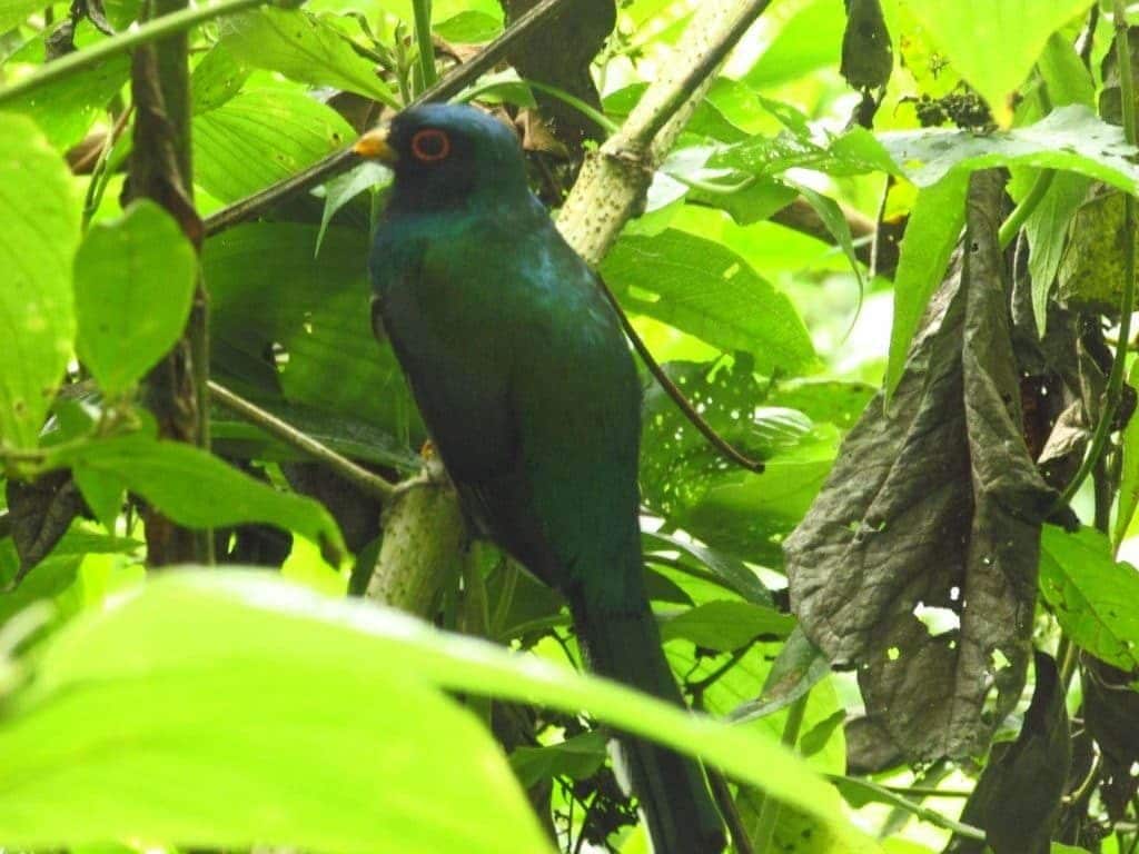 Oiseau Pilco, Cuispes