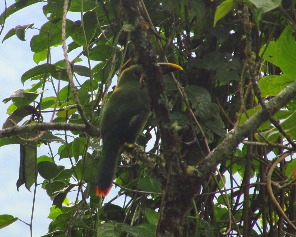 Emerald Tukan, Yumbilla, Cuispes