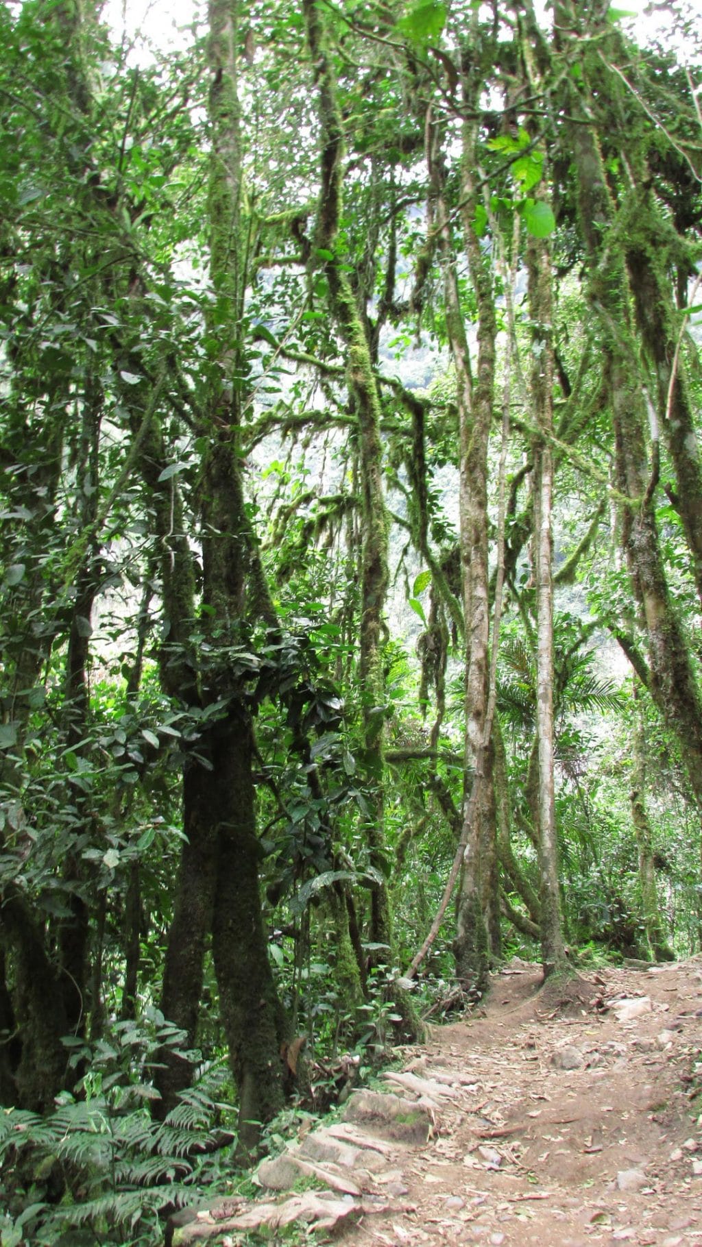 Wandern in Gocta, Nord Peru