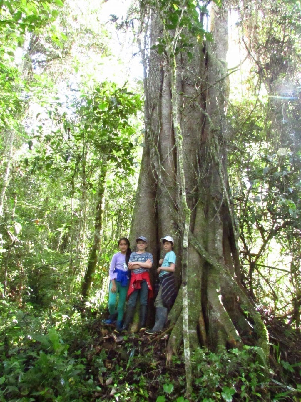 gros arbre Huamanpata