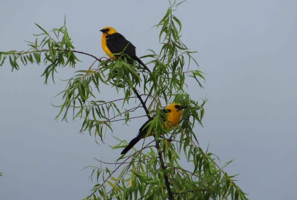 Beautiful birds northern Peru