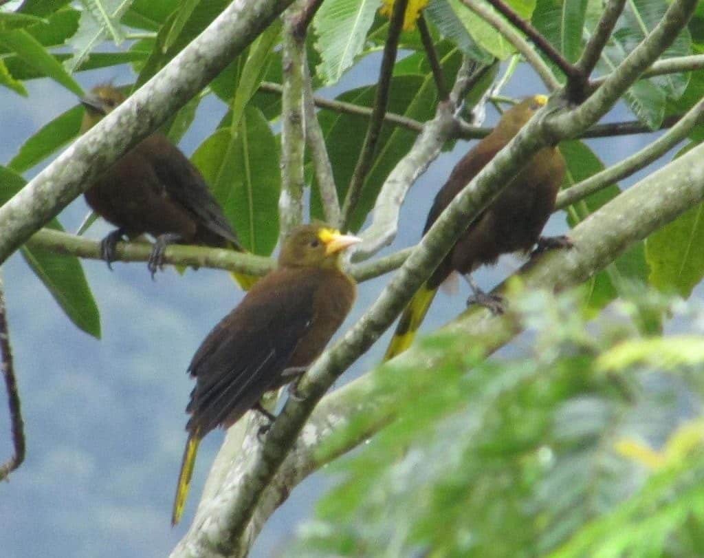 Oiseaux, réserve Aconabikh