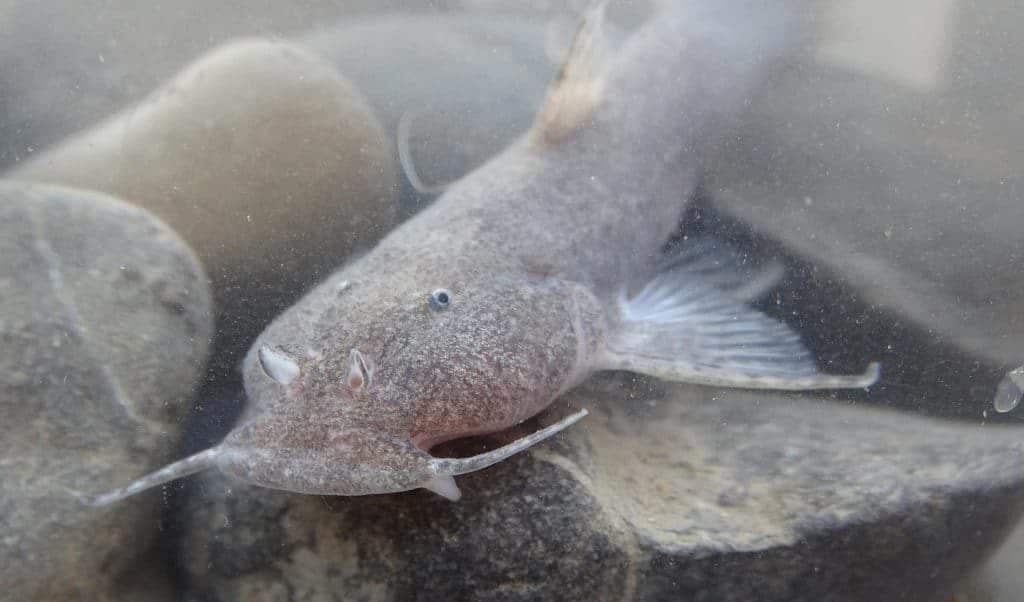 Poisson de grotte