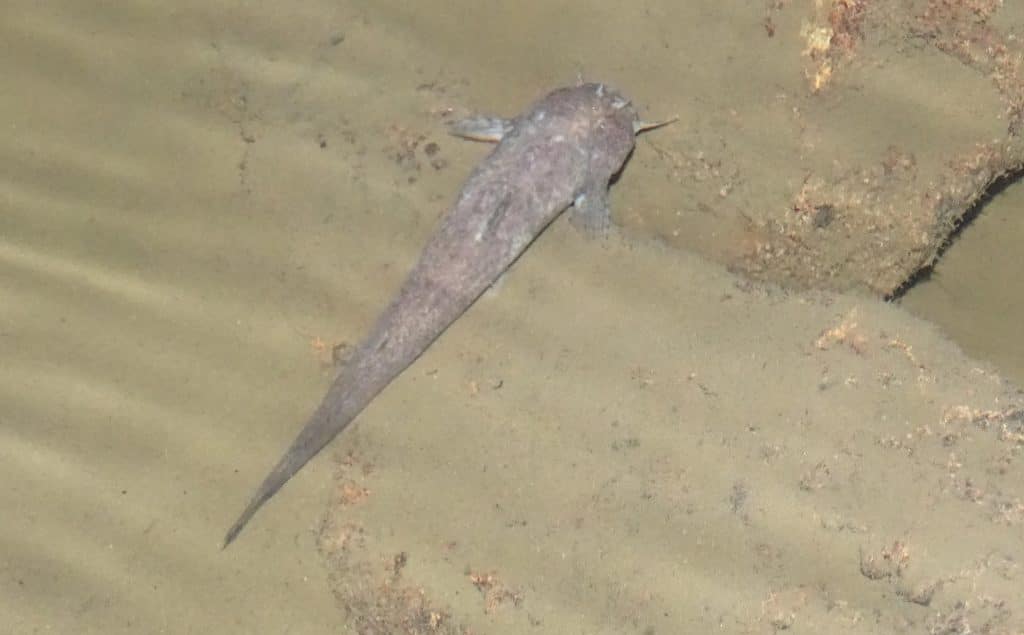 Höhlenforschung Amazonas, Höhle Vaquin