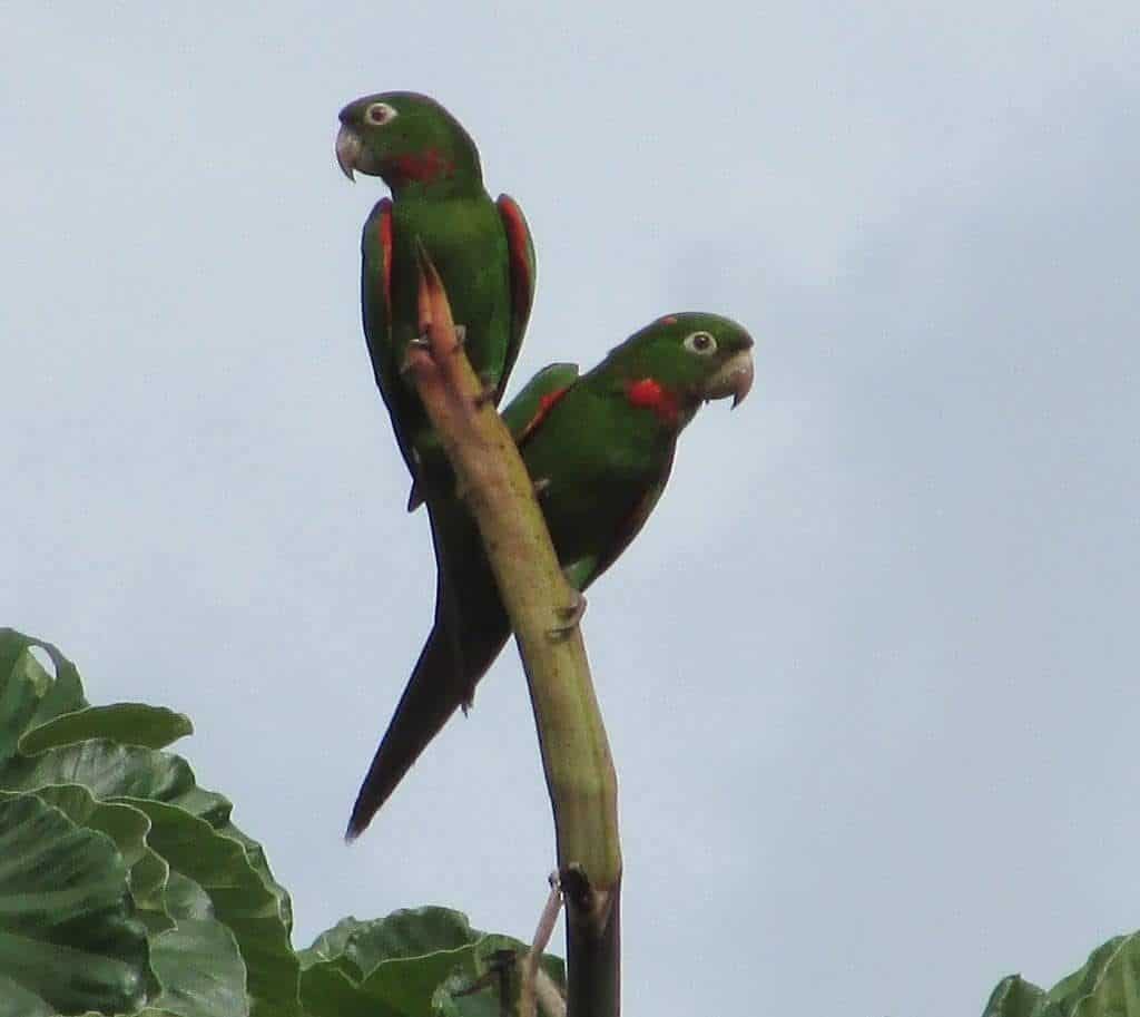 White eyed parakeet