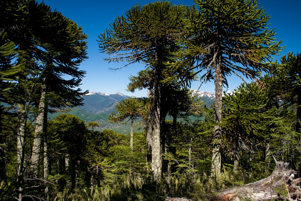 Rural tourism in Chile