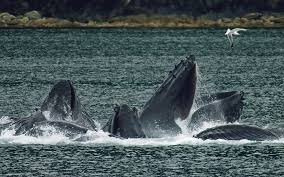 Buckelwale Magellan Chile, Nationalparks in Chile