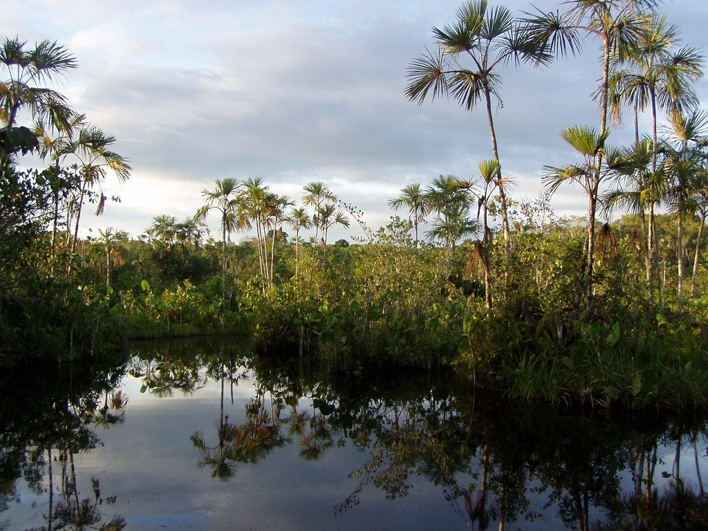 Yasuni - einer der Nationalparks in Ecuado