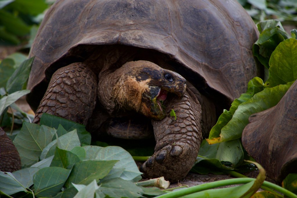 Practical information about Ecuador