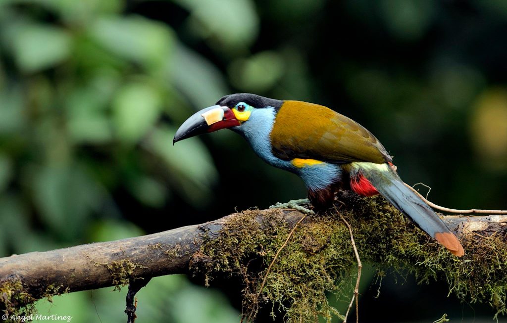 Tucan in Mindo, Ecuador