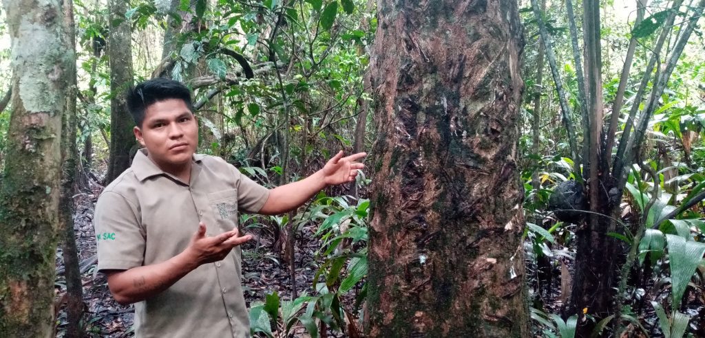 Medicinal tree Pacaya Samiria